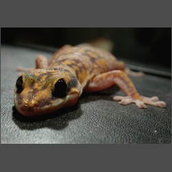 Marbled Velvet Gecko.october-2003-images.zacharoo.comDscn2235.jpg